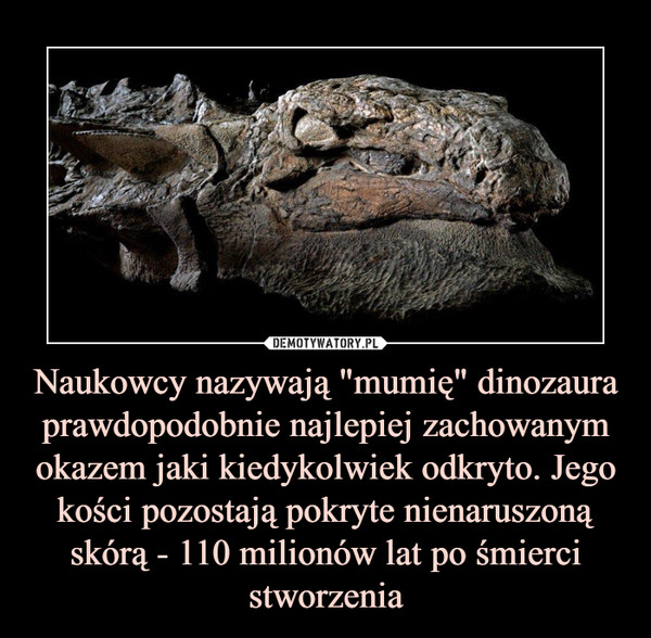 Naukowcy nazywają "mumię" dinozaura prawdopodobnie najlepiej zachowanym okazem jaki kiedykolwiek odkryto. Jego kości pozostają pokryte nienaruszoną skórą - 110 milionów lat po śmierci stworzenia –  
