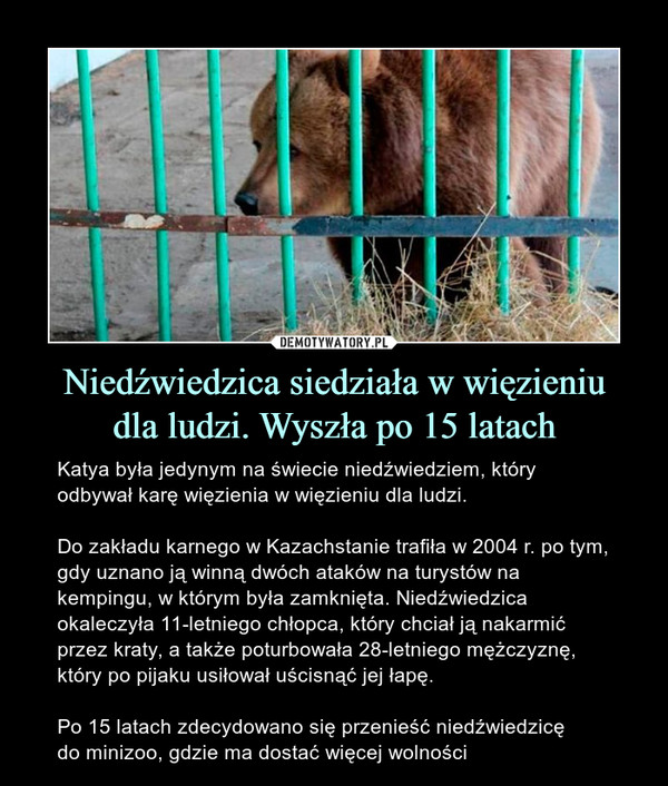 Niedźwiedzica siedziała w więzieniudla ludzi. Wyszła po 15 latach – Katya była jedynym na świecie niedźwiedziem, który odbywał karę więzienia w więzieniu dla ludzi.Do zakładu karnego w Kazachstanie trafiła w 2004 r. po tym, gdy uznano ją winną dwóch ataków na turystów na kempingu, w którym była zamknięta. Niedźwiedzica okaleczyła 11-letniego chłopca, który chciał ją nakarmić przez kraty, a także poturbowała 28-letniego mężczyznę, który po pijaku usiłował uścisnąć jej łapę.Po 15 latach zdecydowano się przenieść niedźwiedzicędo minizoo, gdzie ma dostać więcej wolności 