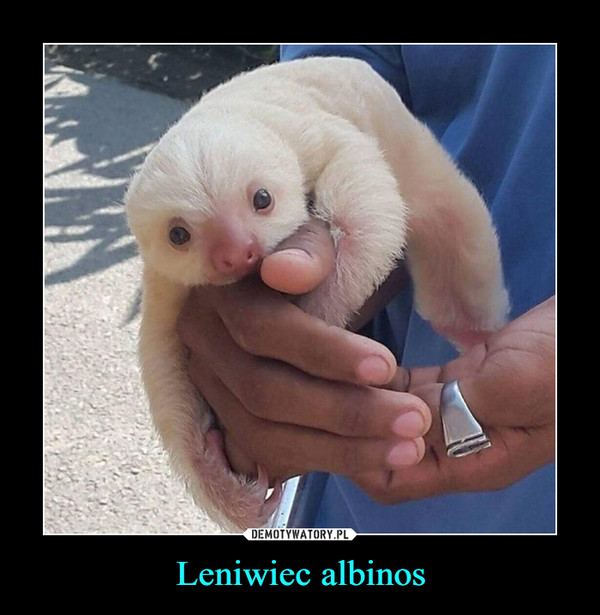 Leniwiec albinos –  