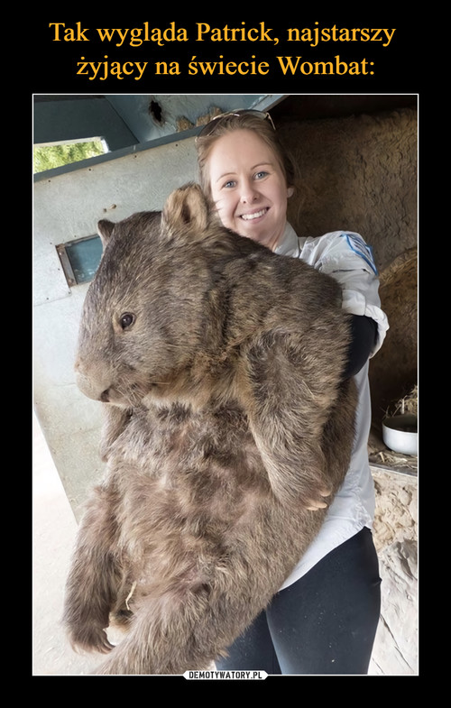Tak wygląda Patrick, najstarszy 
żyjący na świecie Wombat: