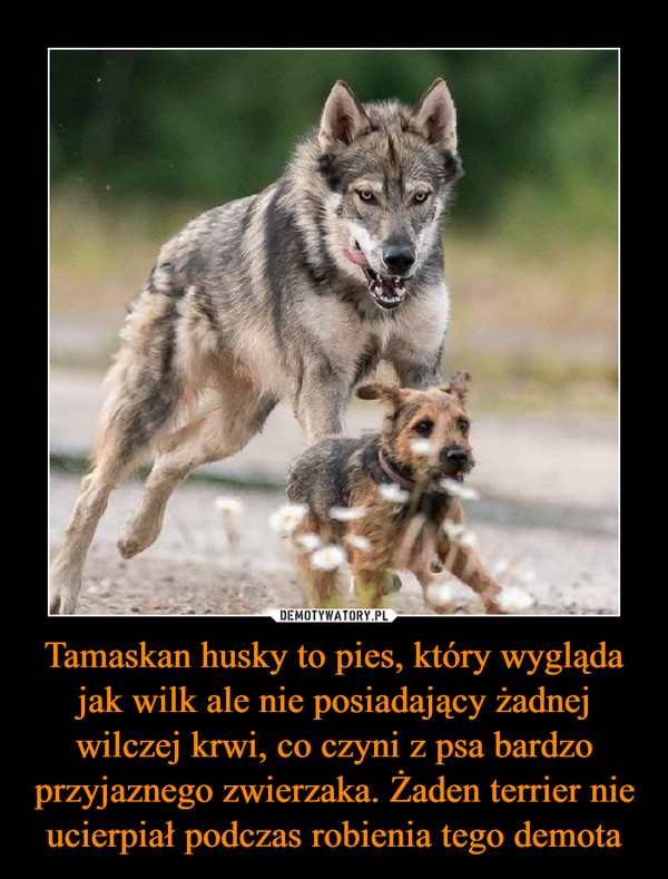 Tamaskan husky to pies, który wygląda jak wilk ale nie posiadający żadnej wilczej krwi, co czyni z psa bardzo przyjaznego zwierzaka. Żaden terrier nie ucierpiał podczas robienia tego demota