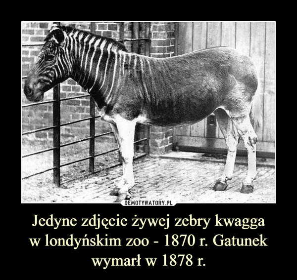 Jedyne zdjęcie żywej zebry kwaggaw londyńskim zoo - 1870 r. Gatunek wymarł w 1878 r. –  