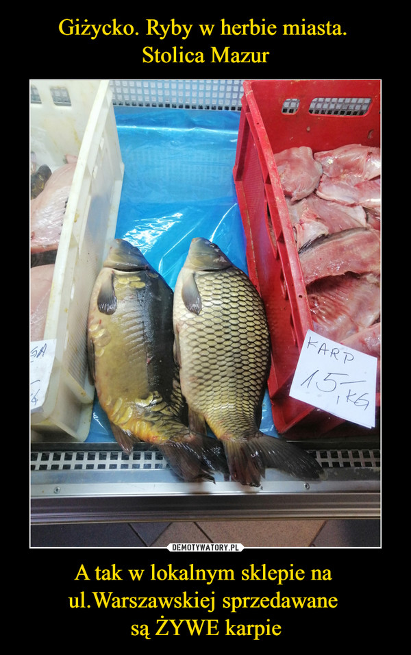 Giżycko. Ryby w herbie miasta. 
Stolica Mazur A tak w lokalnym sklepie na 
ul.Warszawskiej sprzedawane 
są ŻYWE karpie