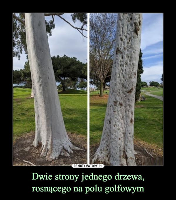 Dwie strony jednego drzewa,rosnącego na polu golfowym –  