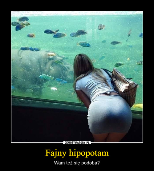 Fajny hipopotam
