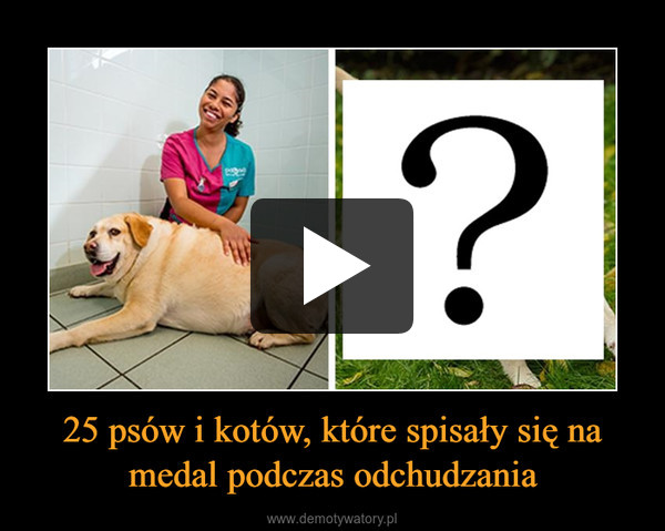 25 psów i kotów, które spisały się na medal podczas odchudzania –  
