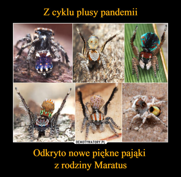 Odkryto nowe piękne pająki z rodziny Maratus –  