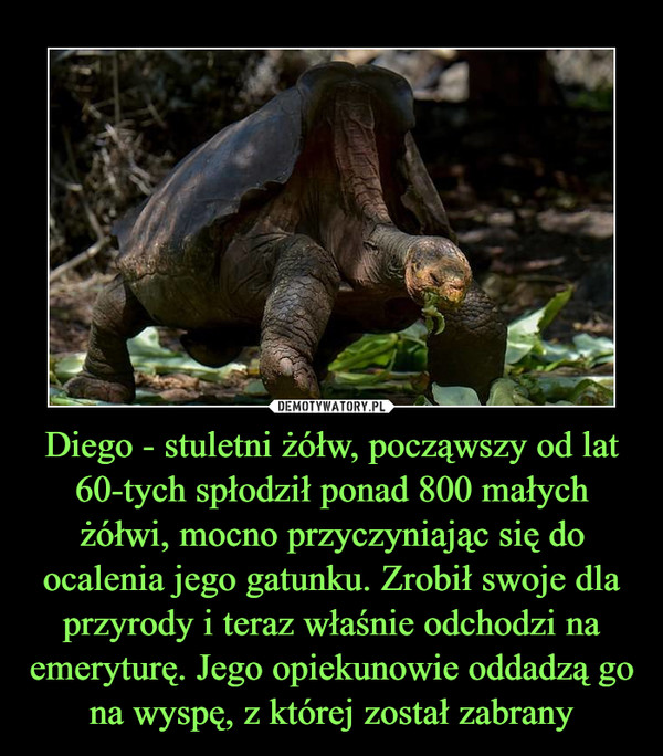 Diego - stuletni żółw, począwszy od lat 60-tych spłodził ponad 800 małych żółwi, mocno przyczyniając się do ocalenia jego gatunku. Zrobił swoje dla przyrody i teraz właśnie odchodzi na emeryturę. Jego opiekunowie oddadzą go na wyspę, z której został zabrany –  