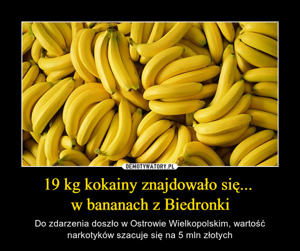 19 kg kokainy znajdowało się... w bananach z Biedronki – Do zdarzenia doszło w Ostrowie Wielkopolskim, wartość narkotyków szacuje się na 5 mln złotych 