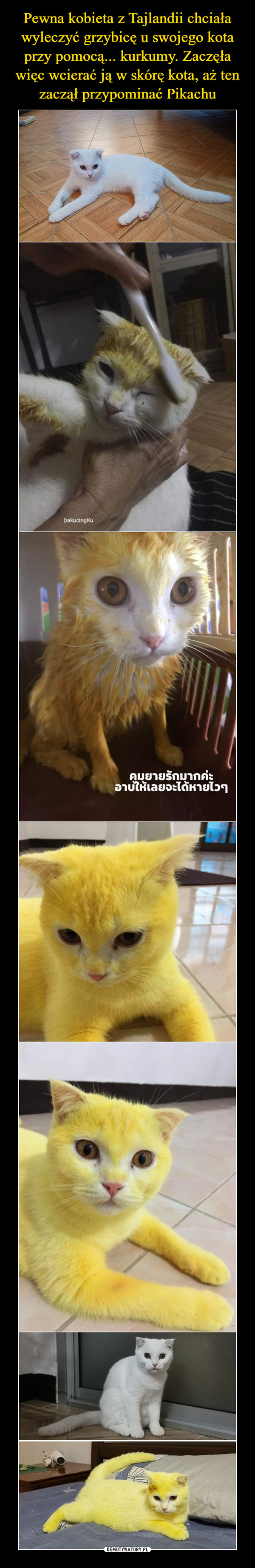 Pewna kobieta z Tajlandii chciała wyleczyć grzybicę u swojego kota przy pomocą... kurkumy. Zaczęła więc wcierać ją w skórę kota, aż ten zaczął przypominać Pikachu