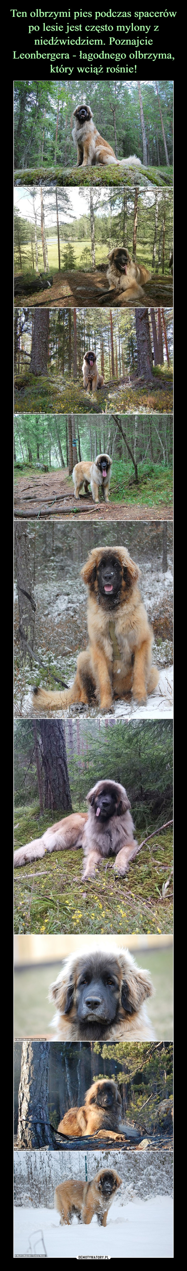 Ten olbrzymi pies podczas spacerów po lesie jest często mylony z niedźwiedziem. Poznajcie Leonbergera - łagodnego olbrzyma, który wciąż rośnie!