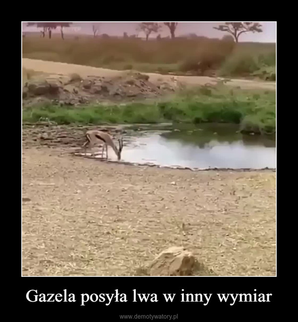 Gazela posyła lwa w inny wymiar –  