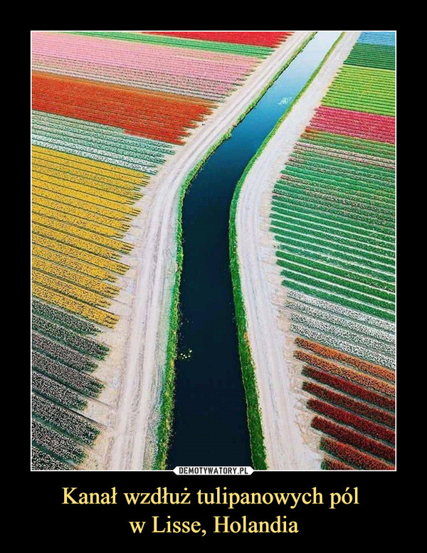 Kanał wzdłuż tulipanowych pól w Lisse, Holandia –  