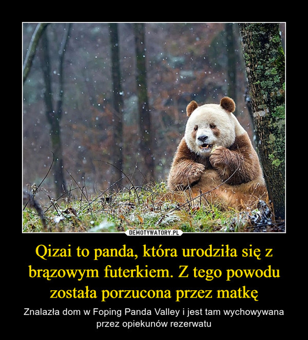 Qizai to panda, która urodziła się z brązowym futerkiem. Z tego powodu została porzucona przez matkę