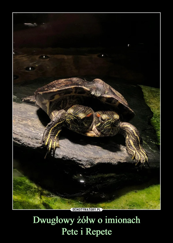 Dwugłowy żółw o imionach
Pete i Repete
