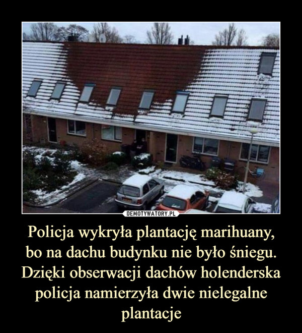 Policja wykryła plantację marihuany,
bo na dachu budynku nie było śniegu. Dzięki obserwacji dachów holenderska policja namierzyła dwie nielegalne plantacje