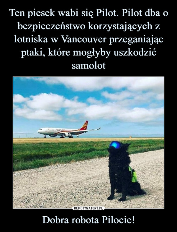 Ten piesek wabi się Pilot. Pilot dba o bezpieczeństwo korzystających z lotniska w Vancouver przeganiając ptaki, które mogłyby uszkodzić samolot Dobra robota Pilocie!