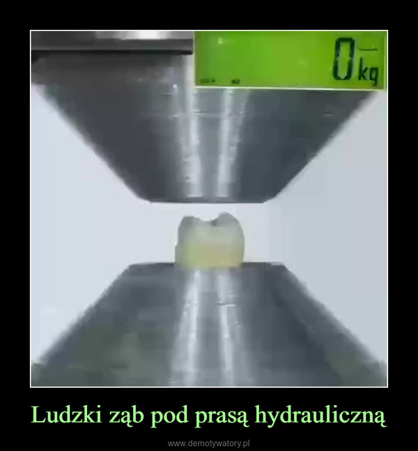 Ludzki ząb pod prasą hydrauliczną –  