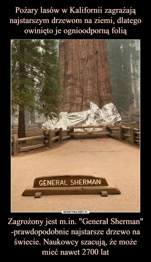 Pożary lasów w Kalifornii zagrażają najstarszym drzewom na ziemi, dlatego owinięto je ognioodporną folią Zagrożony jest m.in. "Generał Sherman" -prawdopodobnie najstarsze drzewo na świecie. Naukowcy szacują, że może mieć nawet 2700 lat