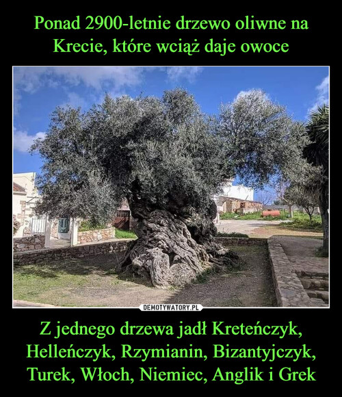 Ponad 2900-letnie drzewo oliwne na Krecie, które wciąż daje owoce Z jednego drzewa jadł Kreteńczyk, Helleńczyk, Rzymianin, Bizantyjczyk, Turek, Włoch, Niemiec, Anglik i Grek