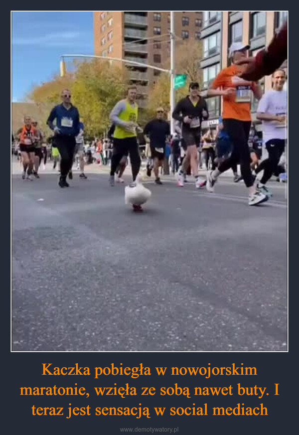 Kaczka pobiegła w nowojorskim maratonie, wzięła ze sobą nawet buty. I teraz jest sensacją w social mediach –  