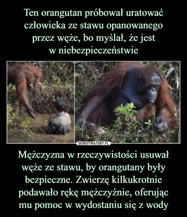Mężczyzna w rzeczywistości usuwał węże ze stawu, by orangutany były bezpieczne. Zwierzę kilkukrotnie podawało rękę mężczyźnie, oferującmu pomoc w wydostaniu się z wody –  