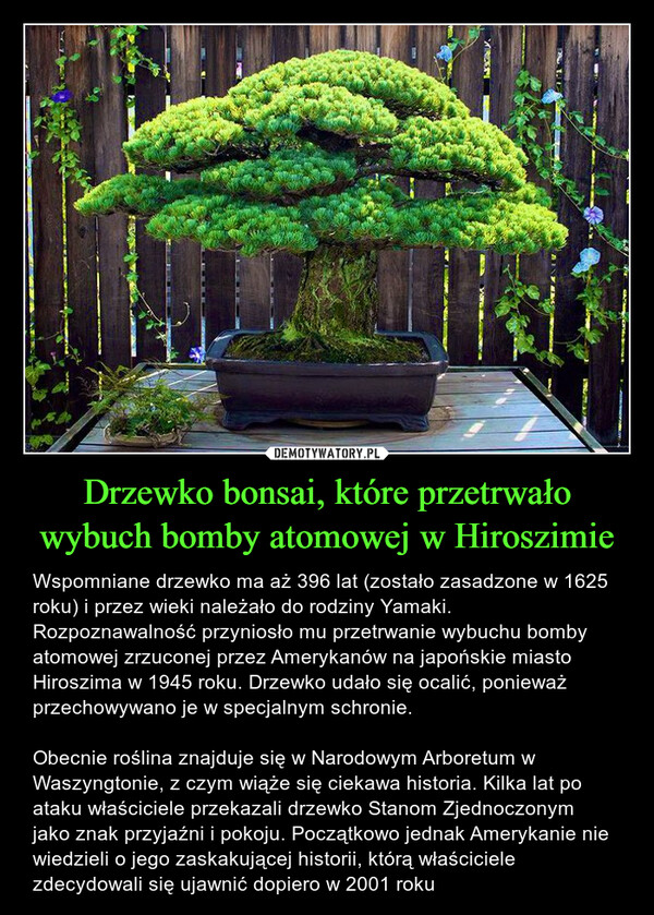 Drzewko bonsai, które przetrwało wybuch bomby atomowej w Hiroszimie – Wspomniane drzewko ma aż 396 lat (zostało zasadzone w 1625 roku) i przez wieki należało do rodziny Yamaki. Rozpoznawalność przyniosło mu przetrwanie wybuchu bomby atomowej zrzuconej przez Amerykanów na japońskie miasto Hiroszima w 1945 roku. Drzewko udało się ocalić, ponieważ przechowywano je w specjalnym schronie.Obecnie roślina znajduje się w Narodowym Arboretum w Waszyngtonie, z czym wiąże się ciekawa historia. Kilka lat po ataku właściciele przekazali drzewko Stanom Zjednoczonym jako znak przyjaźni i pokoju. Początkowo jednak Amerykanie nie wiedzieli o jego zaskakującej historii, którą właściciele zdecydowali się ujawnić dopiero w 2001 roku 