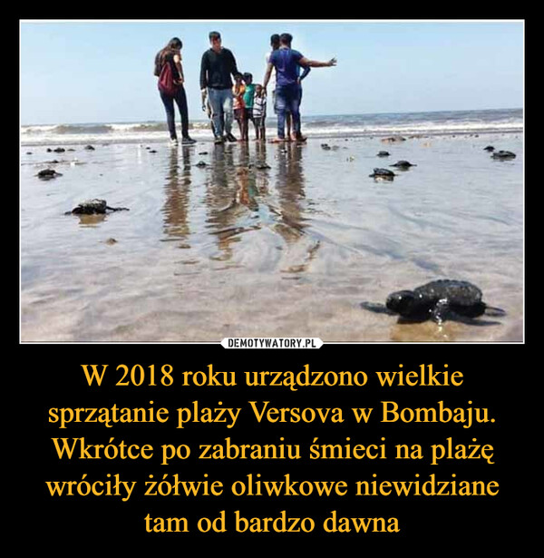 W 2018 roku urządzono wielkie sprzątanie plaży Versova w Bombaju. Wkrótce po zabraniu śmieci na plażę wróciły żółwie oliwkowe niewidziane tam od bardzo dawna –  