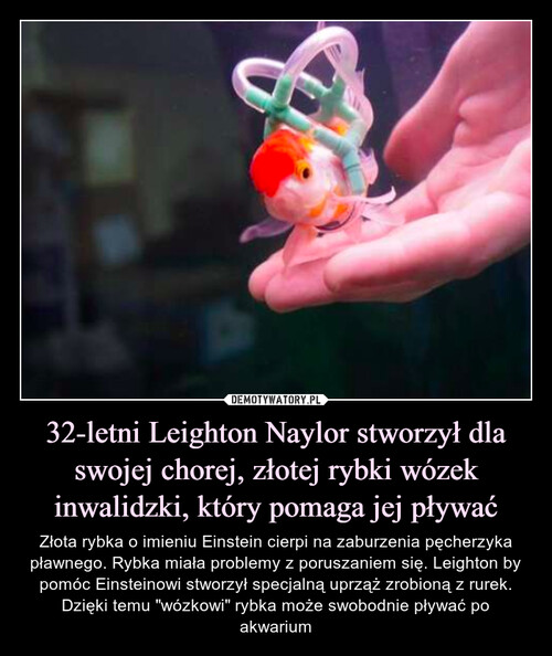 32-letni Leighton Naylor stworzył dla swojej chorej, złotej rybki wózek inwalidzki, który pomaga jej pływać