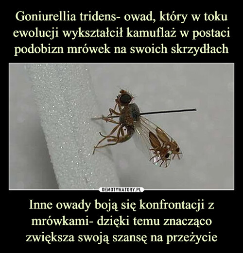 Goniurellia tridens- owad, który w toku ewolucji wykształcił kamuflaż w postaci podobizn mrówek na swoich skrzydłach Inne owady boją się konfrontacji z mrówkami- dzięki temu znacząco zwiększa swoją szansę na przeżycie