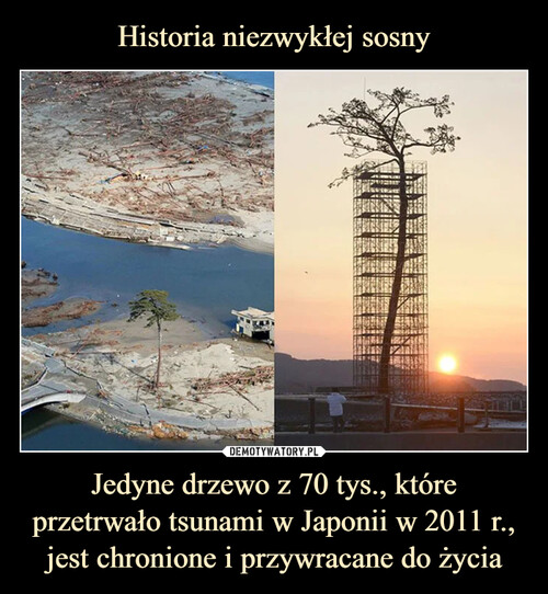 Historia niezwykłej sosny Jedyne drzewo z 70 tys., które przetrwało tsunami w Japonii w 2011 r., jest chronione i przywracane do życia
