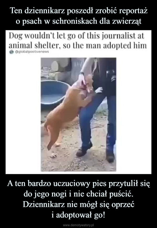 A ten bardzo uczuciowy pies przytulił się do jego nogi i nie chciał puścić. Dziennikarz nie mógł się oprzeći adoptował go! –  Dog vouldn't l Iet go of this journalist at animal shelter, so the man adopted him