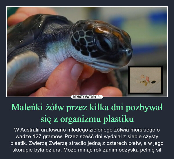 Maleńki żółw przez kilka dni pozbywał się z organizmu plastiku