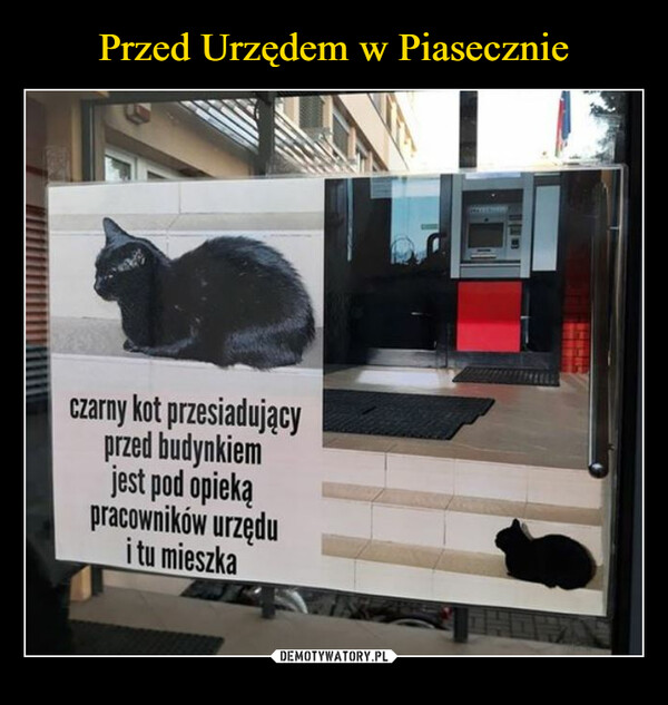  –  Czarny kot przesiadującyprzed budynkiemjest pod opiekąpracowników urzędui tu mieszka