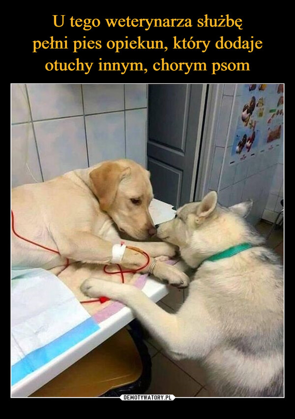U tego weterynarza służbę
pełni pies opiekun, który dodaje
otuchy innym, chorym psom