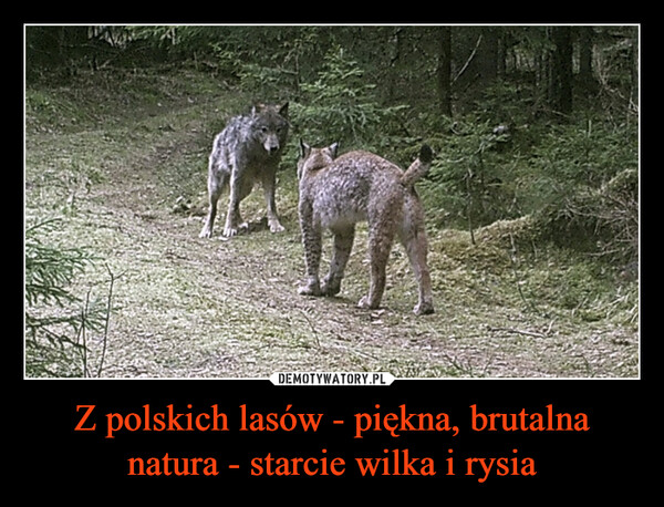Z polskich lasów - piękna, brutalna natura - starcie wilka i rysia –  
