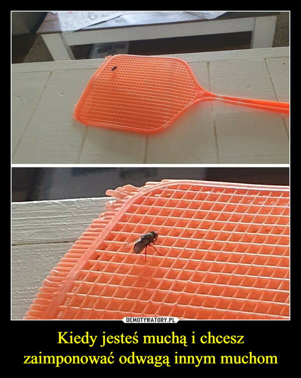 Kiedy jesteś muchą i chcesz zaimponować odwagą innym muchom