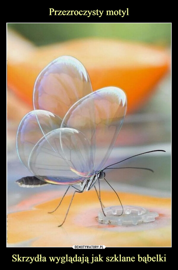 Przezroczysty motyl Skrzydła wyglądają jak szklane bąbelki