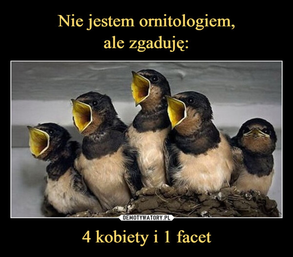Nie jestem ornitologiem,
ale zgaduję: 4 kobiety i 1 facet