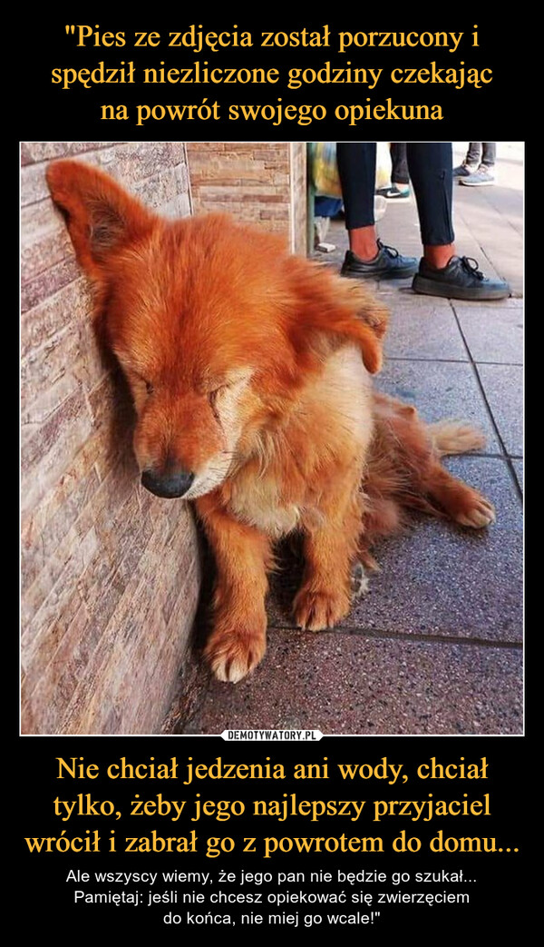 "Pies ze zdjęcia został porzucony i spędził niezliczone godziny czekając
na powrót swojego opiekuna Nie chciał jedzenia ani wody, chciał tylko, żeby jego najlepszy przyjaciel wrócił i zabrał go z powrotem do domu...