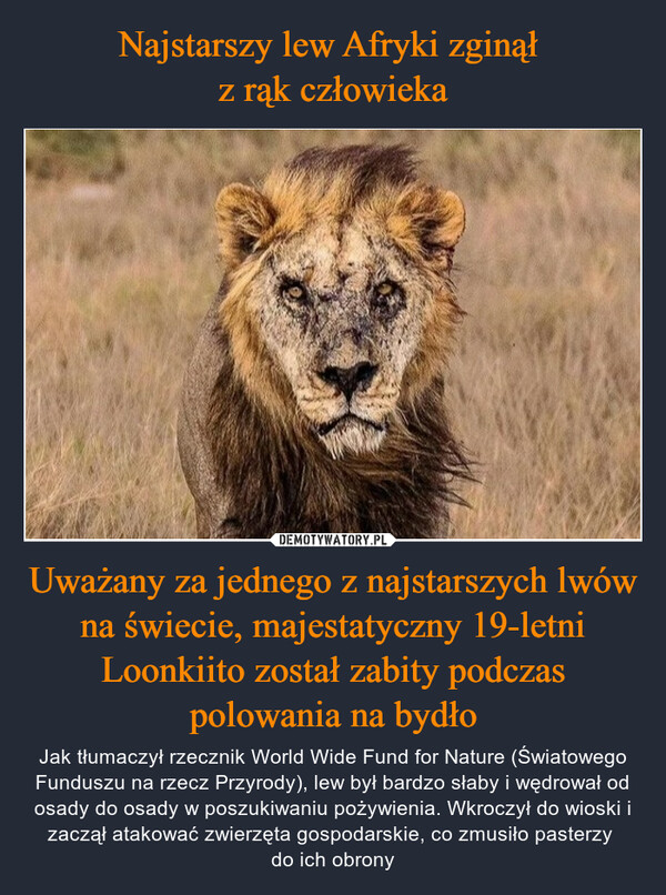 Najstarszy lew Afryki zginął 
z rąk człowieka Uważany za jednego z najstarszych lwów na świecie, majestatyczny 19-letni Loonkiito został zabity podczas polowania na bydło
