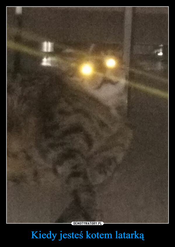 Kiedy jesteś kotem latarką –  