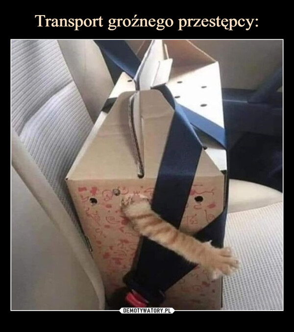 Transport groźnego przestępcy: