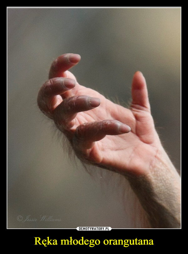 Ręka młodego orangutana