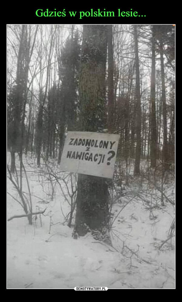 Gdzieś w polskim lesie...
