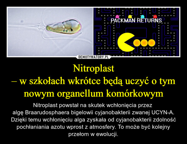 Nitroplast
– w szkołach wkrótce będą uczyć o tym nowym organellum komórkowym